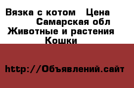 Вязка с котом › Цена ­ 2 000 - Самарская обл. Животные и растения » Кошки   
